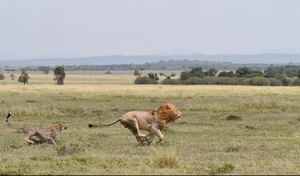 Báo săn nhỏ con rượt đuổi sư tử, bảo vệ con non
