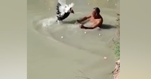 Ngan nổi điên mổ đánh người vì xin ăn không được