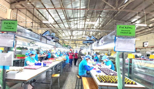 'Tuyển công nhân giờ không khác cọc đi tìm trâu'