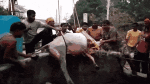 Video: Dùng cần cẩu giải cứu chú bò rơi xuống giếng sâu hơn 9 mét ở Ấn Độ