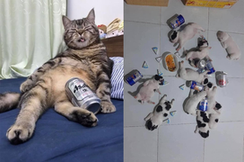 Khoảnh khắc đáng yêu vô đối khi hội thú cưng học thói 'say xỉn' của chủ