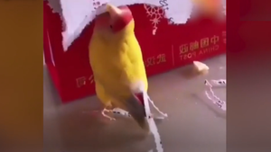 Sửng sốt xem chú vẹt xé giấy để dán vào đuôi cho đẹp