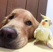 Trả giá vì bắt chuyện với vẹt 'giang hồ'