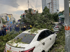 Ảnh: Cây đa cổ thụ ở TP.HCM bật gốc, đè 2 ô tô và quán ăn