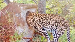 Báo hoa mai lẻn vào tổ chim quý trộm con non