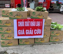 Chuối tiêu tắc biên quay đầu bán giải cứu, giá rẻ chưa từng có 5.000 đồng/kg