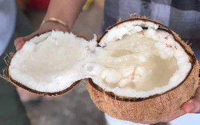 Quả dừa trông bình thường lại có giá 300.000 đồng, bổ ra mới biết 'đáng tiền'