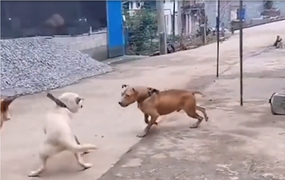 Chó cậy chủ cũng phải thua chó 'đầu gấu'