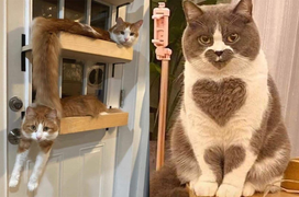 Khoảnh khắc đáng yêu vô đối của hội nhà mèo khiến dân tình muốn ẵm ngay về nuôi