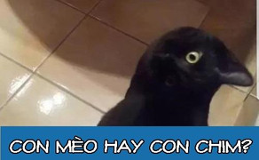 Đây là con mèo hay con chim?