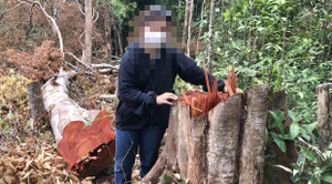 Rừng Gia Lai 'đổ máu': Đề nghị kiểm điểm, xử lý trách nhiệm tập thể chưa làm tốt