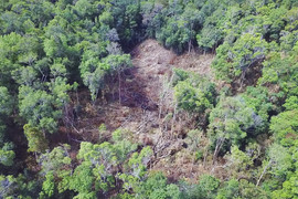 Khởi tố vụ rừng ở Gia Lai 'đổ máu'