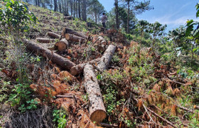 Bắt quả tang 5 người phá rừng phòng hộ Tà Nung