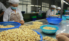 Ngành xuất nhập khẩu điều và những lưu ý quan trọng cho doanh nghiệp