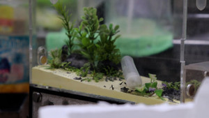 Video: Chàng trai nuôi kiến làm thú cưng ở TP.HCM