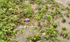 Ảnh: Mưa lũ nhấn chìm ruộng dưa hấu, nông dân Quảng Nam lâm cảnh trắng tay