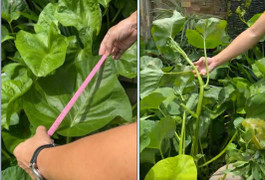 Rau muống khổng lồ lá to bằng cái mâm ở Bình Dương khiến dân mạng thích thú