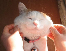 Tan cửa nát nhà vì bố 'yêu động vật'