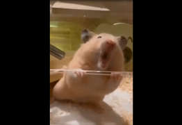 Tìm cách bỏ trốn, chuột bị kẹp đau điếng