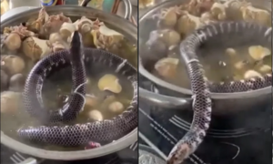 Hú hồn nồi lẩu bỗng xuất hiện ‘bé Na’ còn sống, bò loằng ngoằng gây ám ảnh