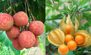 Những loại quả rẻ bèo ở Việt Nam nhưng sang nước bạn lại là 'hàng hiếm' đắt đỏ