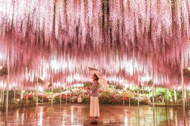 Ngất ngây trước khung cảnh thần tiên siêu thực của cây tử đằng đẹp nhất thế giới