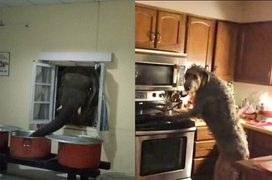 Biểu cảm khó đỡ của những ‘kẻ trộm’ khiến khổ chủ chỉ biết đứng nhìn bất lực