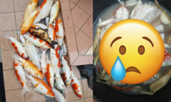 Đàn cá koi lăn ra chết, cô gái có cách ‘xử lý’ khiến dân tình chia phe tranh cãi
