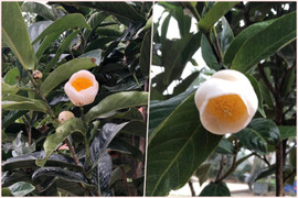 Bạch hải đường lên cơn sốt, rao bán 1,2 tỷ đồng/cây, được săn mua như vàng ròng