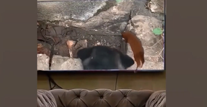 Mèo lao vào màn hình tivi bắt chuột