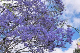 Ảnh: Phượng tím nở rợp trời, phố Đà Lạt đẹp mộng mơ