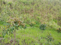 Sơn La: Phát hiện thi thể nam sinh lớp 8 với nhiều vết thương