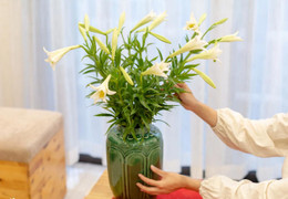 Mẹo giữ hoa loa kèn tươi lâu rất dễ thực hiện