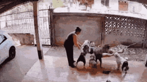 Video: Đàn chó nghịch ngợm 'hạ gục' chủ nhân trong tích tắc