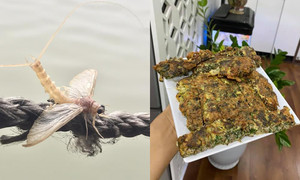 Con vật vờ ở sông Hồng: Sống vài giờ nhưng lưu danh đặc sản, giá bán cả triệu/kg