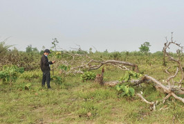 Ảnh: Cánh rừng tự nhiên rộng hơn 380ha ở Đắk Lắk bị tàn phá