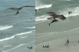 Cảnh tượng chim khủng săn được 'cá mập', bay lượn lờ giữa biển gây kinh ngạc