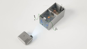 Hai loài cá có khả năng làm toán