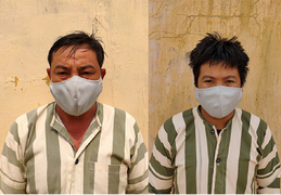 Khởi tố 3 'lâm tặc' đốn hạ 7 cây bằng lăng