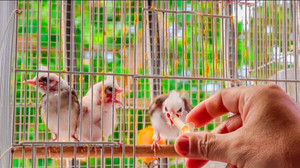 Video: Đàn chim chào mào đột biến của bác sĩ nha khoa