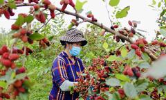 Ảnh: Dâu tằm được mùa, nông dân Phúc Thọ hái xuyên trưa thu tiền triệu mỗi ngày