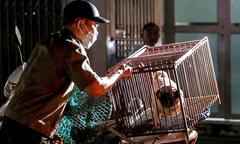 Ảnh: Theo chân đội bắt chó thả rông trong đêm ở Hà Nội 