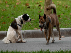 Video: Chó thả rông, không rọ mõm nhan nhản nơi công cộng ở Hà Nội