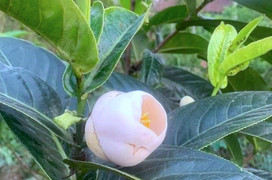 Bạch hải đường rớt giá thảm, cơn sốt đã đến hồi kết