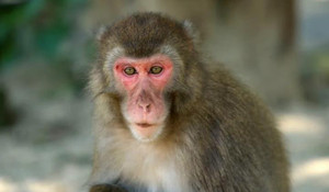 Nữ vương khỉ Nhật Bản giữ vững ngôi thủ lĩnh sau mùa giao phối 