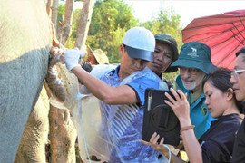 Gian nan chữa vô sinh cho voi