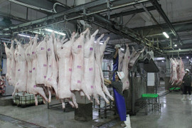 Giá lợn hơi tiến sát mốc 60.000 đồng/kg