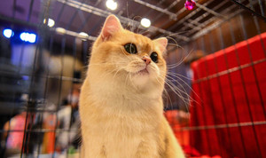 Ảnh: Thi mèo đẹp tại Hà Nội