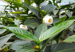 Sau cơn sốt điên cuồng, bạch hải đường 'bay màu' không dấu vết