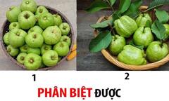 Đố bạn phân biệt được hai loại quả này?